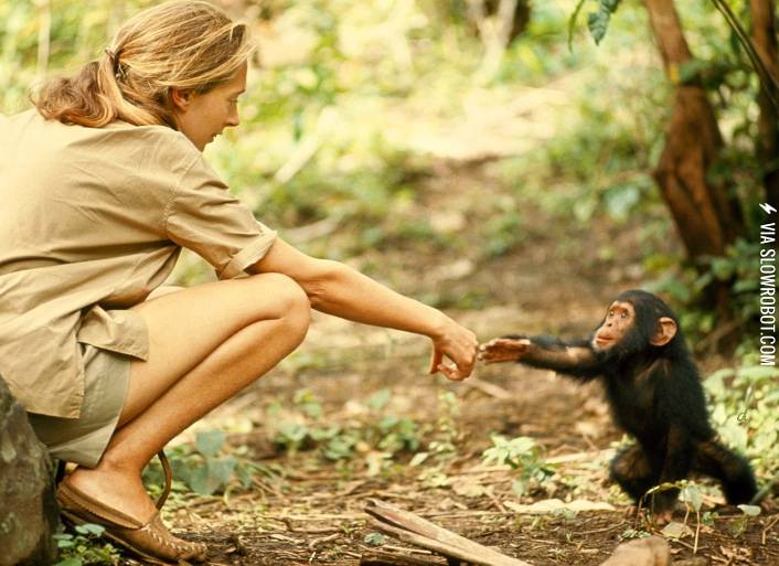 Jane+Goodall+and+a+baby+chimpanzee