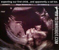 Congrats.+It%26%238217%3Bs+a+cat.