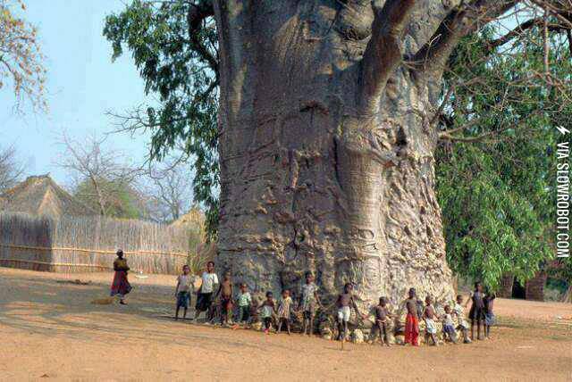 Tree+of+Life%21+A+2000+years+old+tree+in+South+Africa.