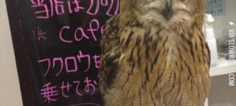 An+owl+cafe.