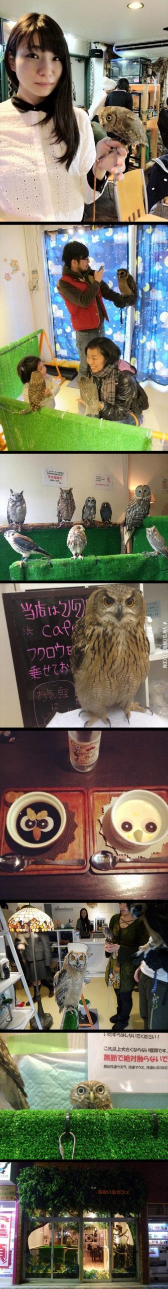 An+owl+cafe.