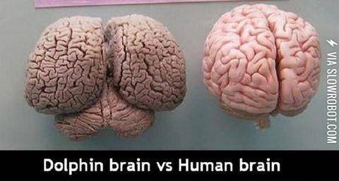 Dolphin+brain+vs+Human+brain