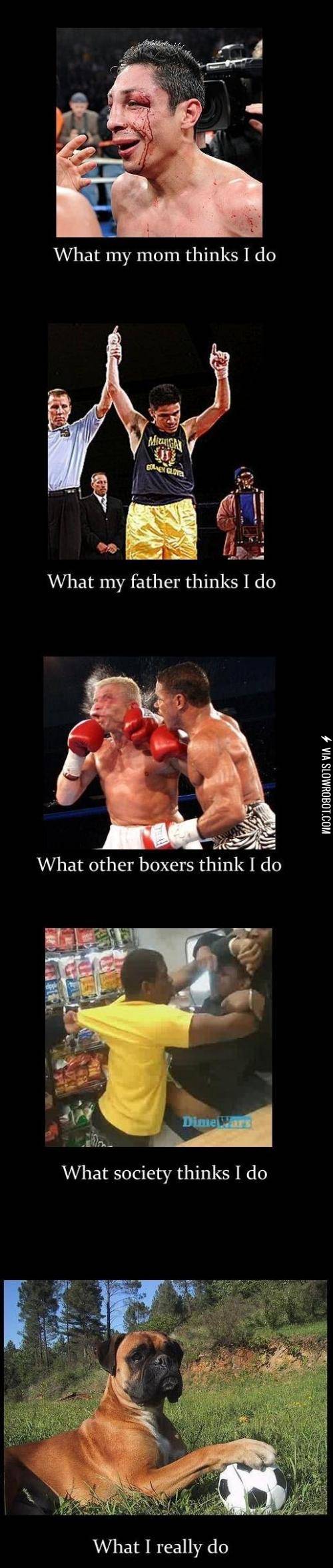 I+am+a+boxer