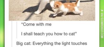 How+To+Be+A+Cat+Lessons
