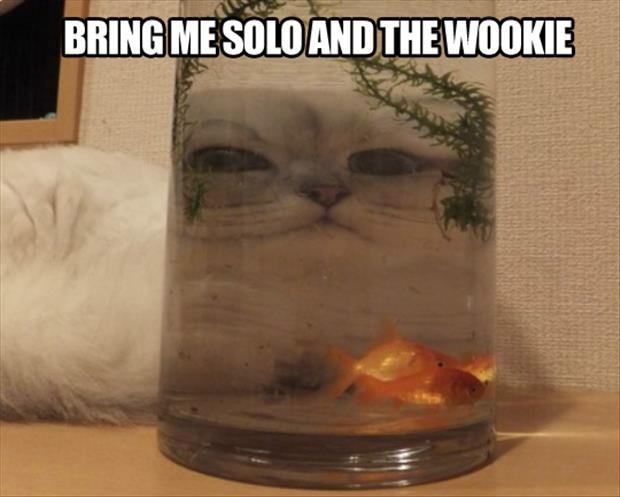 Bring+me+Solo+and+the+Wookie