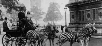 Zebra-drawn+carriage+parked+outside+Buckingham+Palace+in+London%2C+c.1900