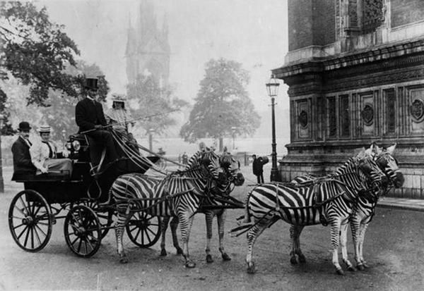 Zebra-drawn+carriage+parked+outside+Buckingham+Palace+in+London%2C+c.1900