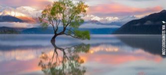 The+lone+tree%2C+majestic+landscape+of+New+Zealand.