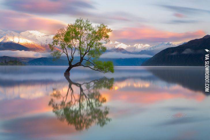 The+lone+tree%2C+majestic+landscape+of+New+Zealand.