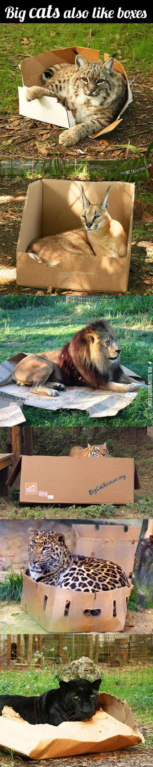 Even+big+cats+like+boxes%21