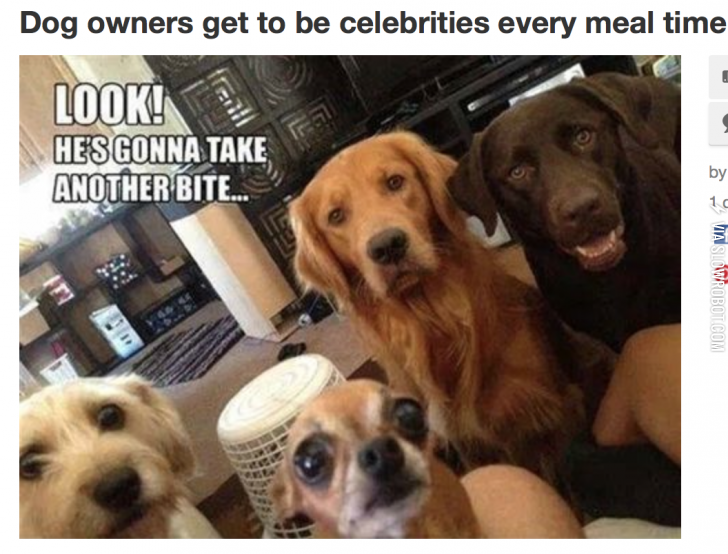 Dog+owners+get+to+feel+like+celebrities%21