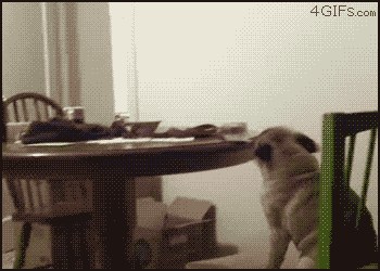 Pug+begging+for+dinner.