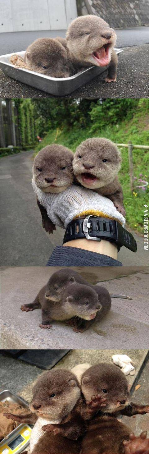 Baby+otters+at+the+Hirakawa+Zoo