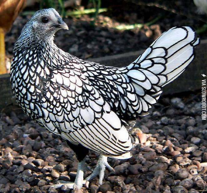 This+chicken+needs+to+be+colored+in.