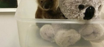 A+baby+koala+being+weighed+with+a+toy+to+reduce+its+separation+anxiety+from+mum