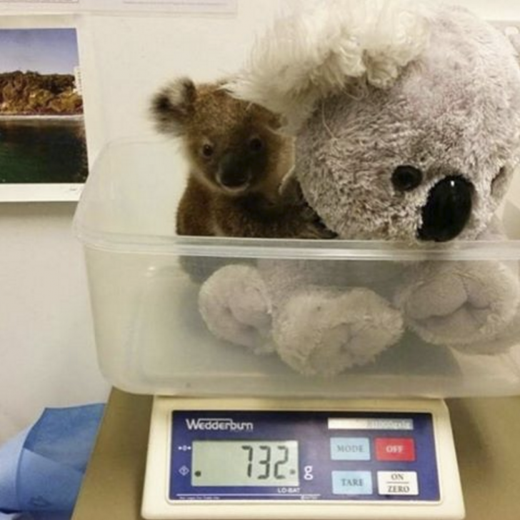 A+baby+koala+being+weighed+with+a+toy+to+reduce+its+separation+anxiety+from+mum