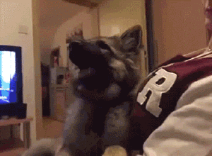 Dog+Realizes+It%26%238217%3Bs+Being+Filmed