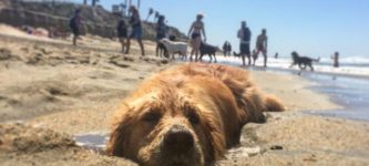 A+rare+long-haired+seal+washed+ashore+in+Huntington+Beach%2C+CA