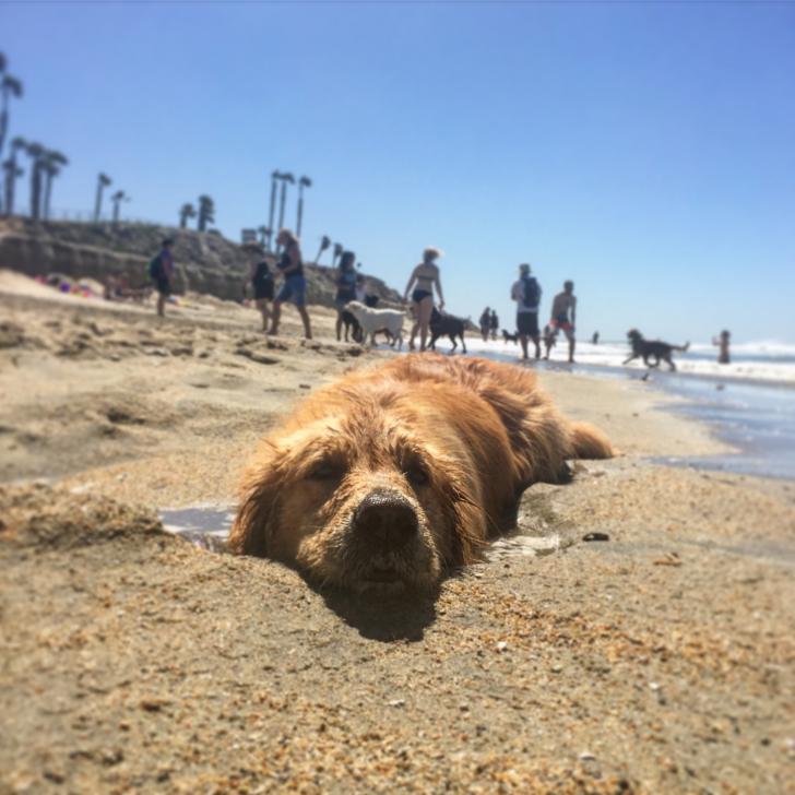 A+rare+long-haired+seal+washed+ashore+in+Huntington+Beach%2C+CA