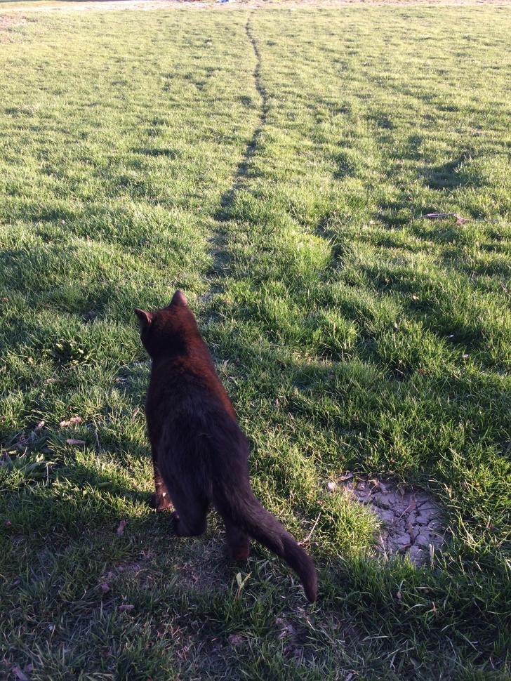 The+path+my+cat+takes+across+the+lawn+everyday