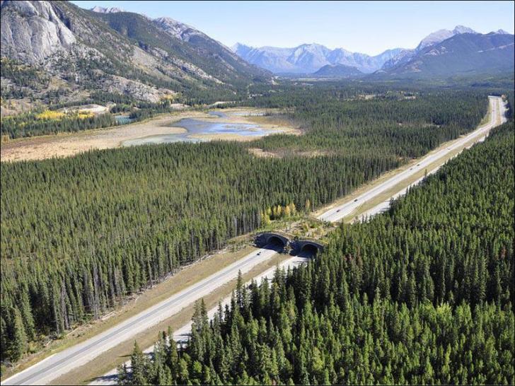 This+is+a+bridge+which+allows+animals+to+safely+cross+a+highway+in+Canada