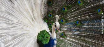 Half-Albino+Peacock