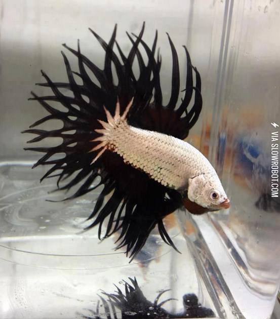 A+White+Dragon+King+Crown+Beta