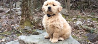 Here+is+one+majestic+Golden+Retriever+forest+puppy%2C+perched+on+a+pile+of+rocks.