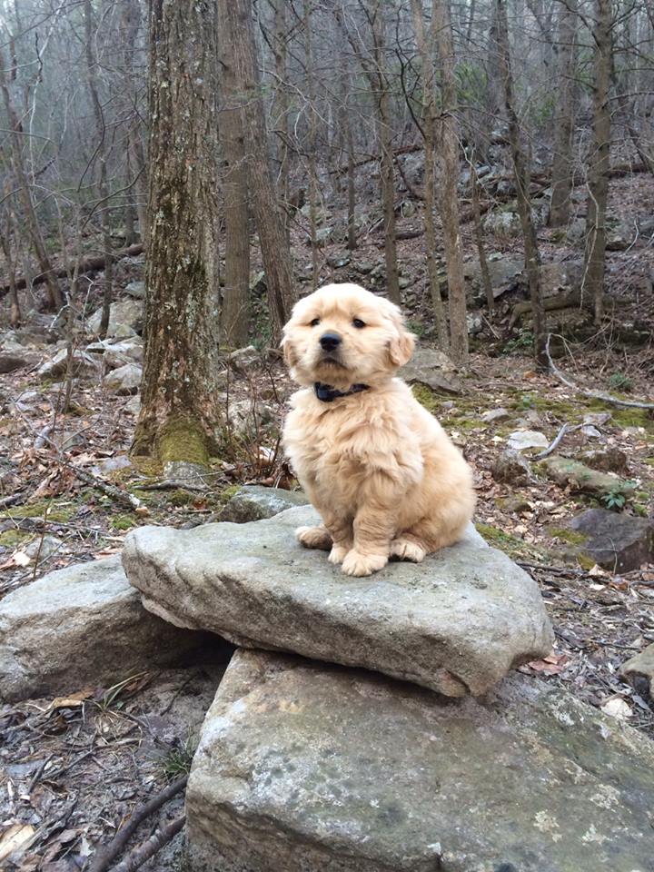 Here+is+one+majestic+Golden+Retriever+forest+puppy%2C+perched+on+a+pile+of+rocks.