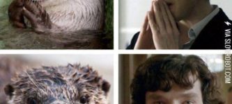 Otters+that+look+like+Benedict+Cumberbatch.