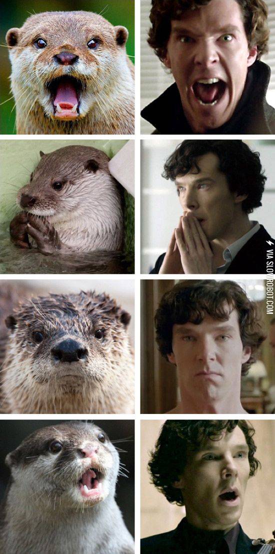 Otters+that+look+like+Benedict+Cumberbatch.