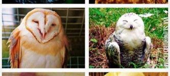 happy+owls