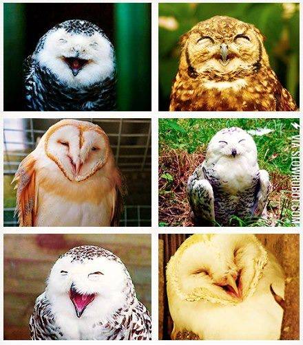 happy+owls