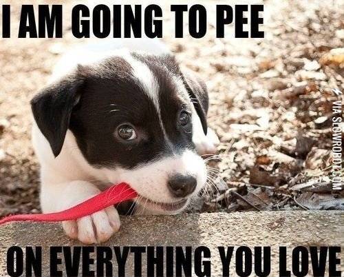 What+it+means+to+own+a+puppy.