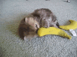 A+Baby+Fluff+Trying+To+Devour+Its+Prey