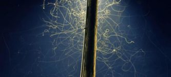 Long+exposure+of+bugs+under+a+streetlight