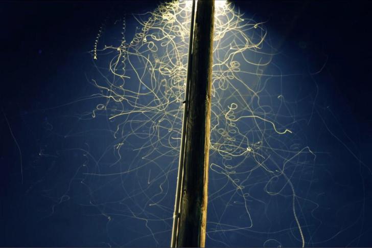 Long+exposure+of+bugs+under+a+streetlight
