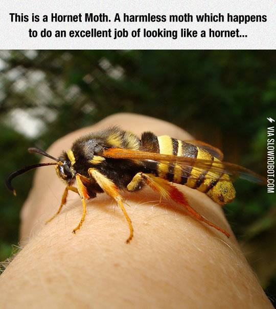 The+hornet+moth