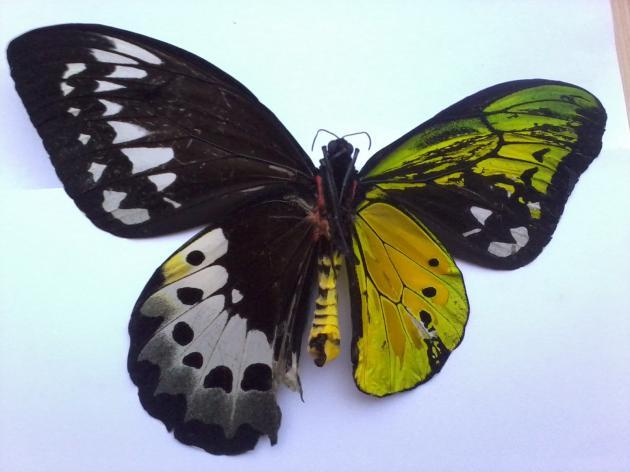 This+butterfly+is+a+bilateral+gynandromorph%3A+literally+half+male%2C+half+female.