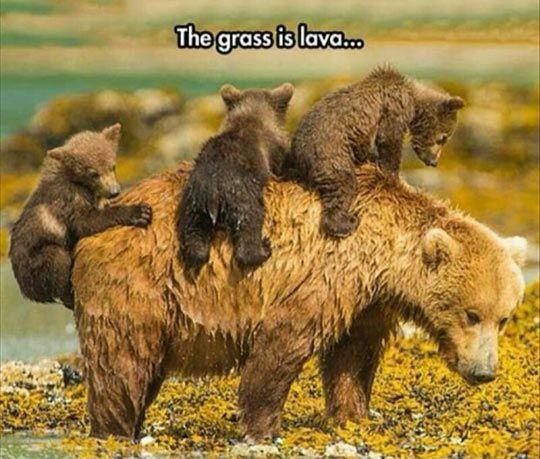 Bear+Cubs+Playing+The+Grass+Is+Lava