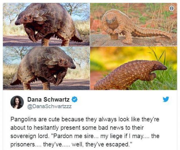 Pangolins+are+cute.