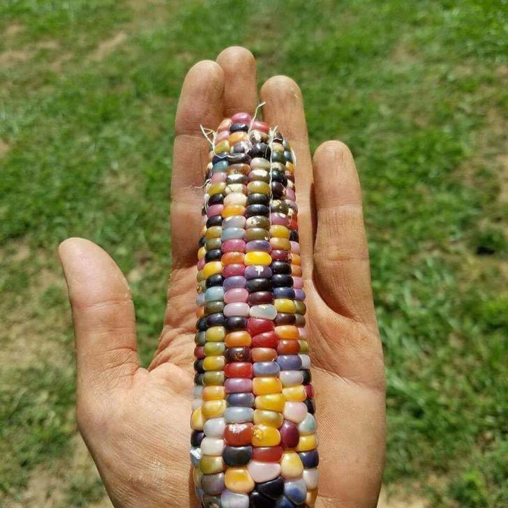 This+colorful+maize.