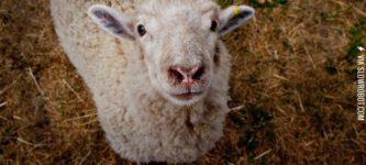 Just+a+happy+sheep