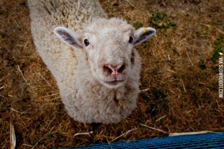 Just+a+happy+sheep