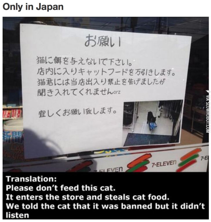 Cats+never+listen%26%238230%3B