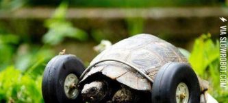 A+100-year-old+tortoise+is+going+twice+its+normal+speed
