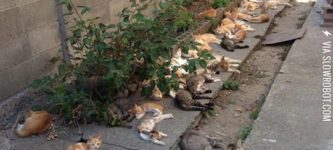 Catnip+Brings+All+The+Cats+To+The+Yard