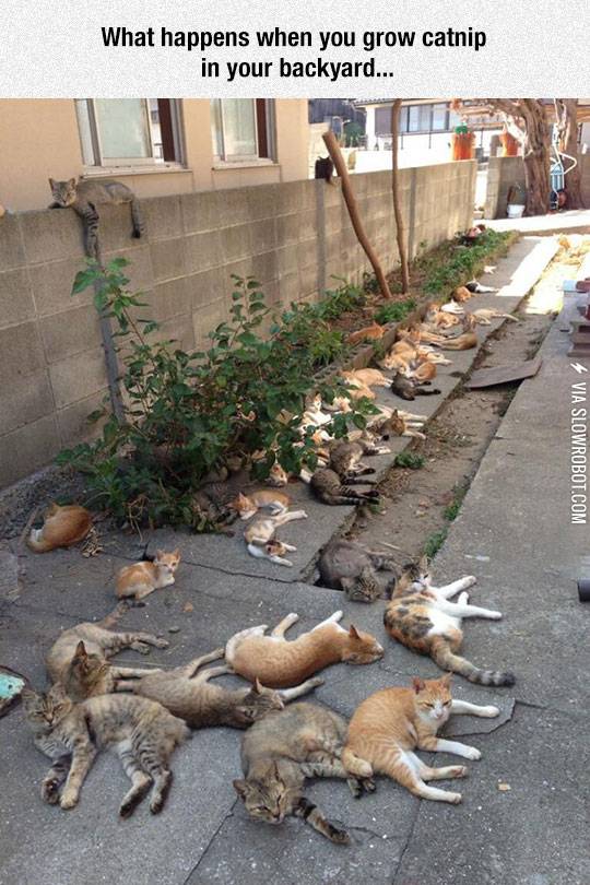 Catnip+Brings+All+The+Cats+To+The+Yard