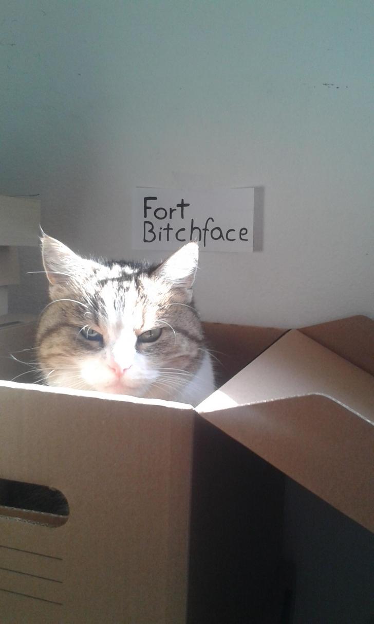 Put+this+sign+above+my+cats+favourite+box.+Totally+worth+it.