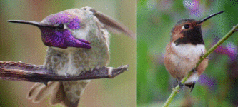Hummingbird+Iridescence